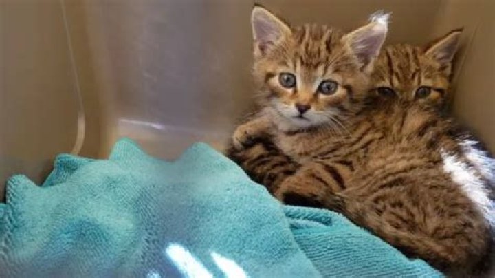2 Scottish Wildcats AKA The Rarest Kittens In The World Rescued