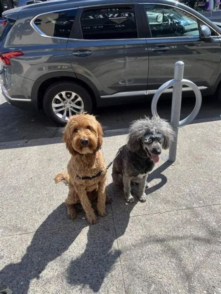 A Dog Kept Getting Attacked by Other Dogs (Until he got Sunglasses to Block out the Haters)