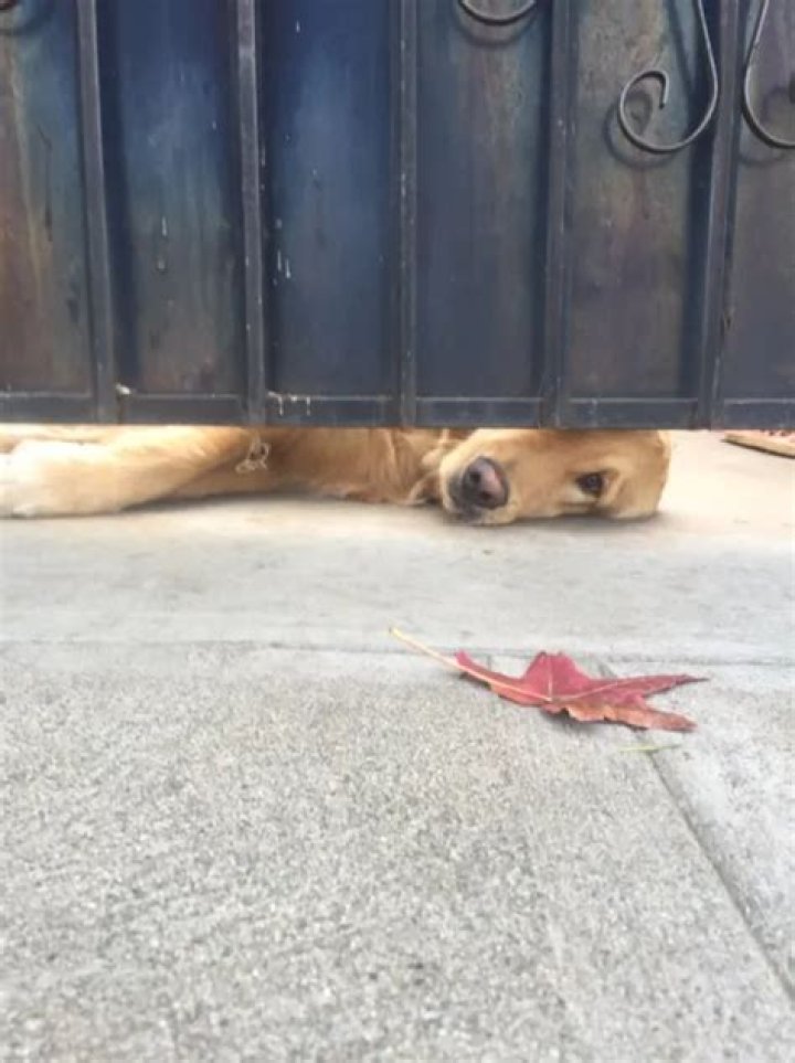 A Gate Can’t Stop Puppy Love: The Viral Story of Elisa and Ralph the Retriever