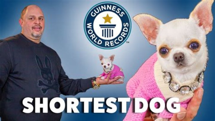 
A Portugal Dog Become Guinness World Record Holder: How Old Is He? 