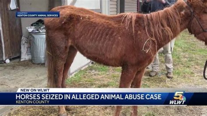 Abused Horse Sues Ex-Owner for $100,000