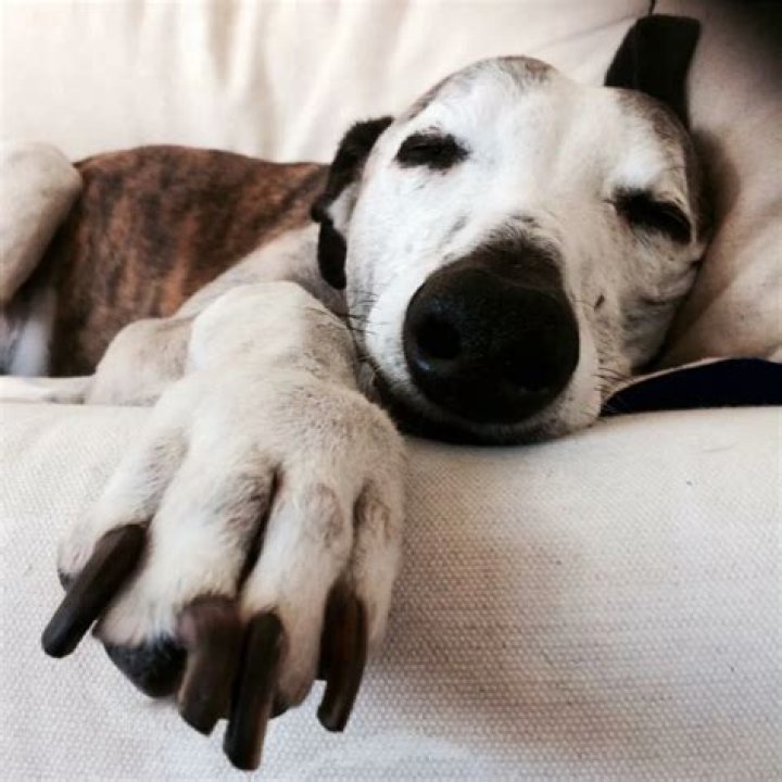 Angourie Rice Pets - Celebrity Pets