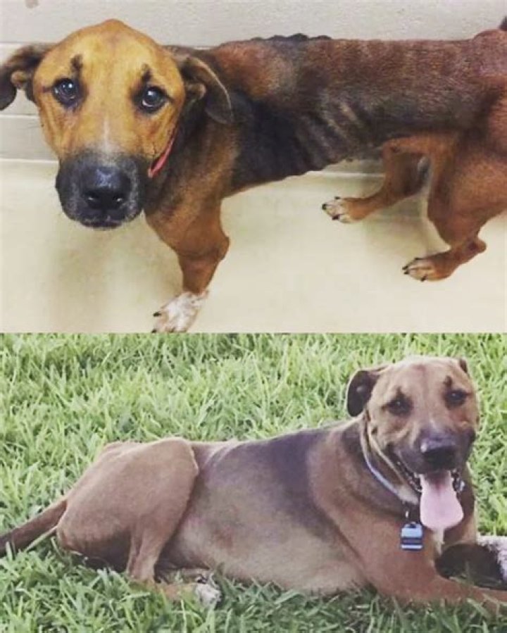 Animal Abuse Registry in USA to prevent animal cruelty