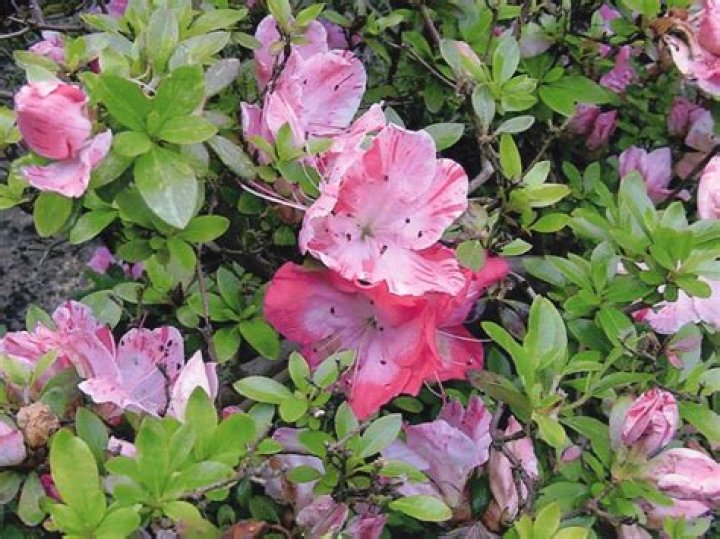 Are azaleas evergreens?