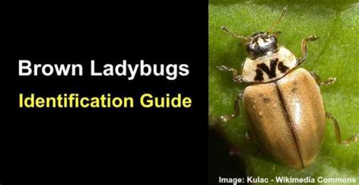 Are baby ladybugs Brown?