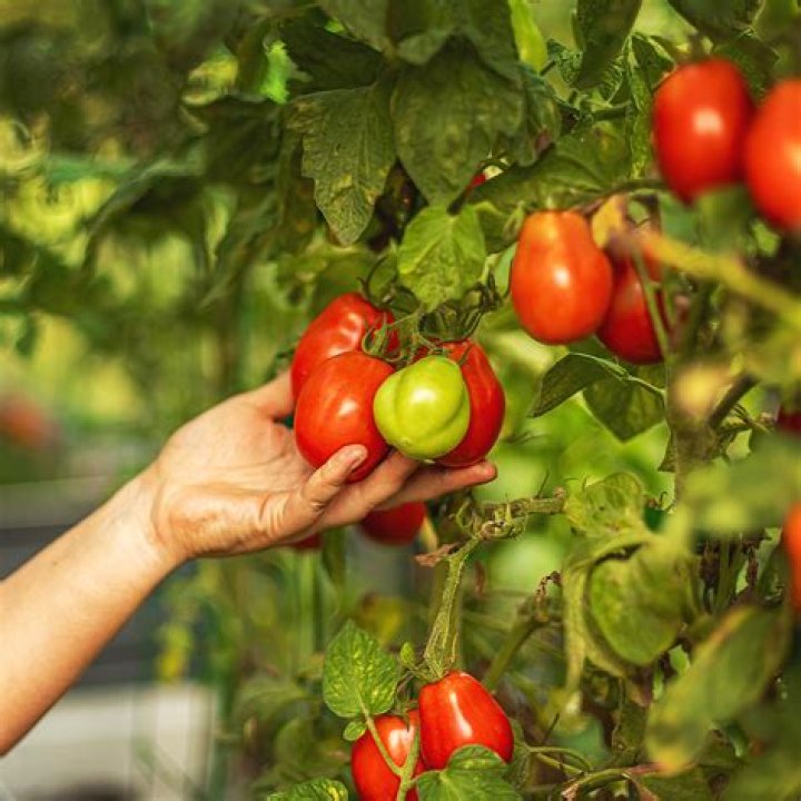 Are Beefmaster tomatoes determinate or indeterminate?