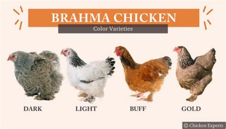 Are Brahma chickens good layers?
