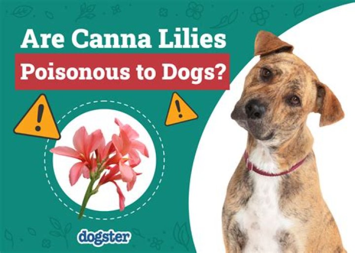 Are canna lilies poisonous?