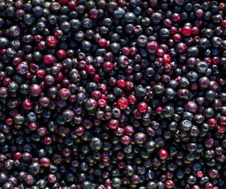 Are huckleberries and elderberries the same?