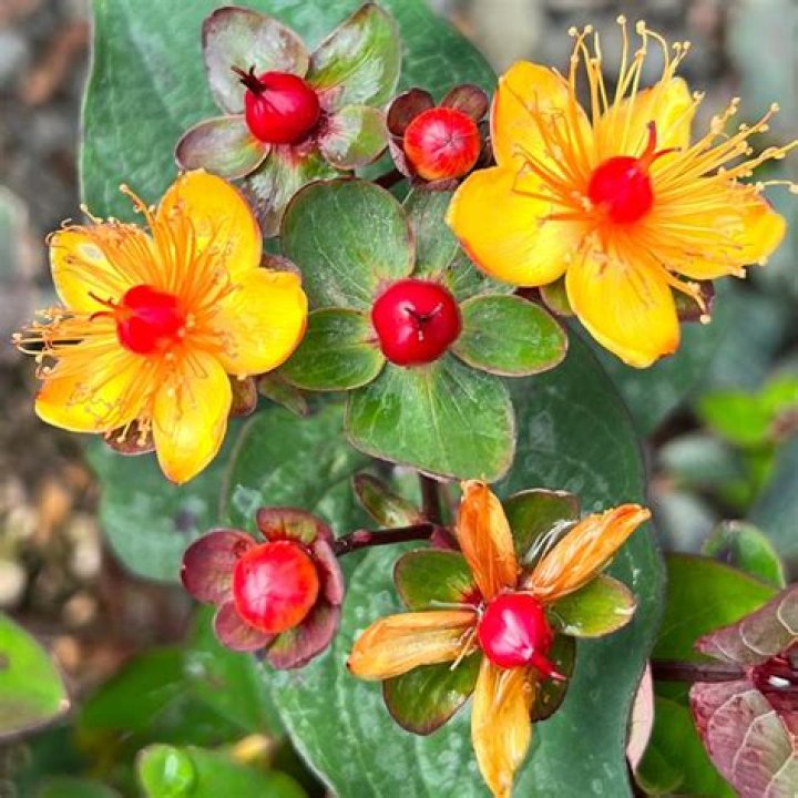 Are hypericum berries edible?