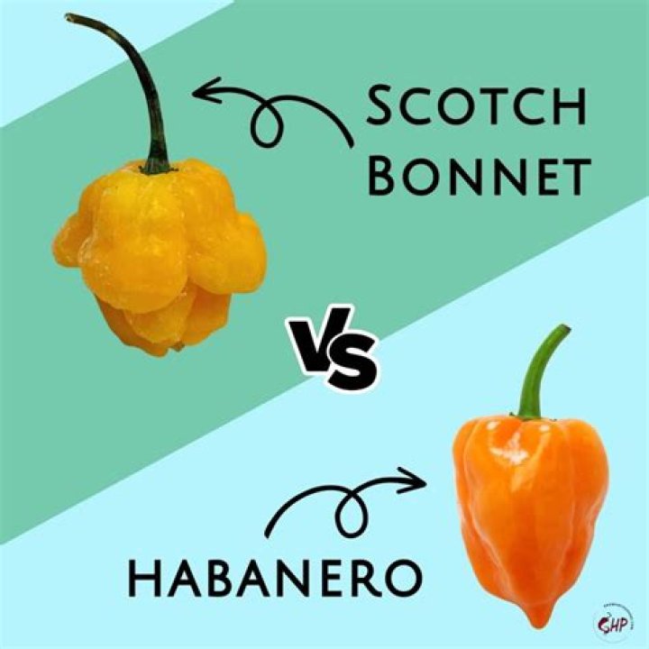 Are Scotch bonnet and habanero the same?