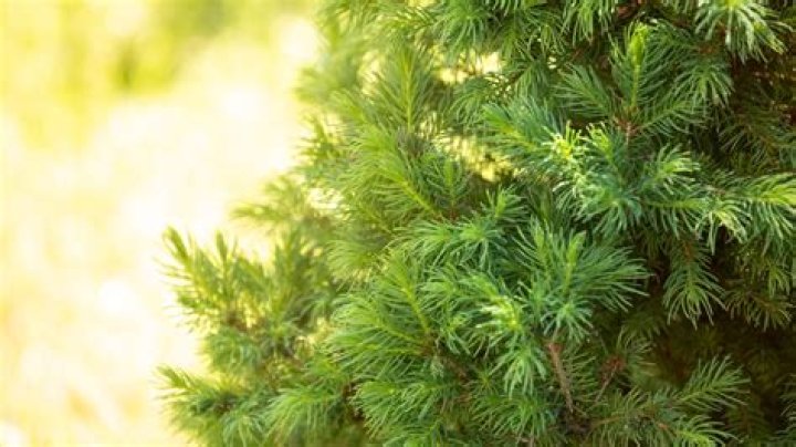 Are spruce trees poisonous to dogs?