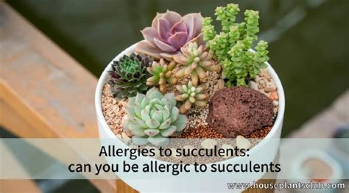 Are Succulents bad for allergies?