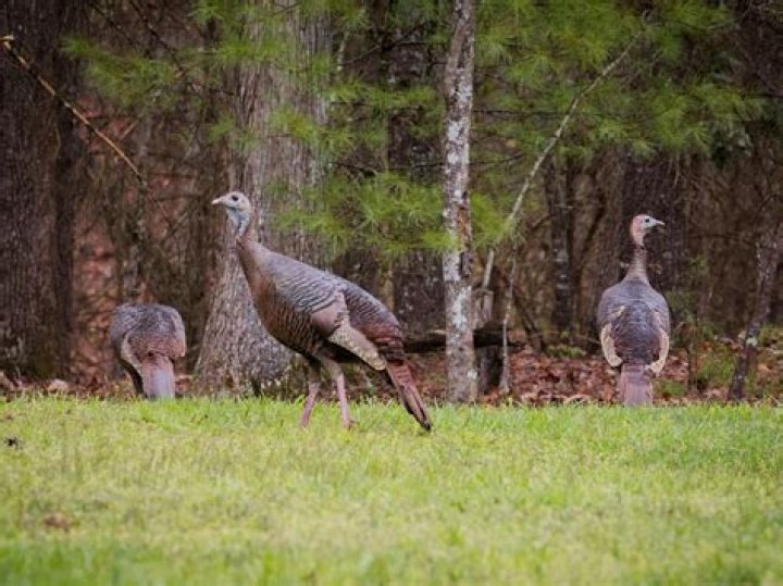 Are there female turkeys?