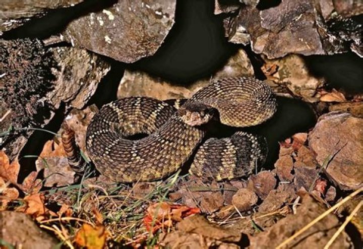 Are there rattlesnakes in the Willamette Valley?
