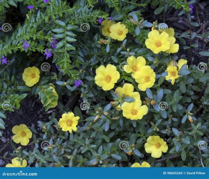 Are there yellow geraniums?