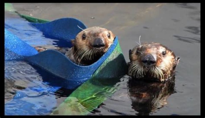 Baby Otter Survives Shark Attack, Makes Adorable Recovery