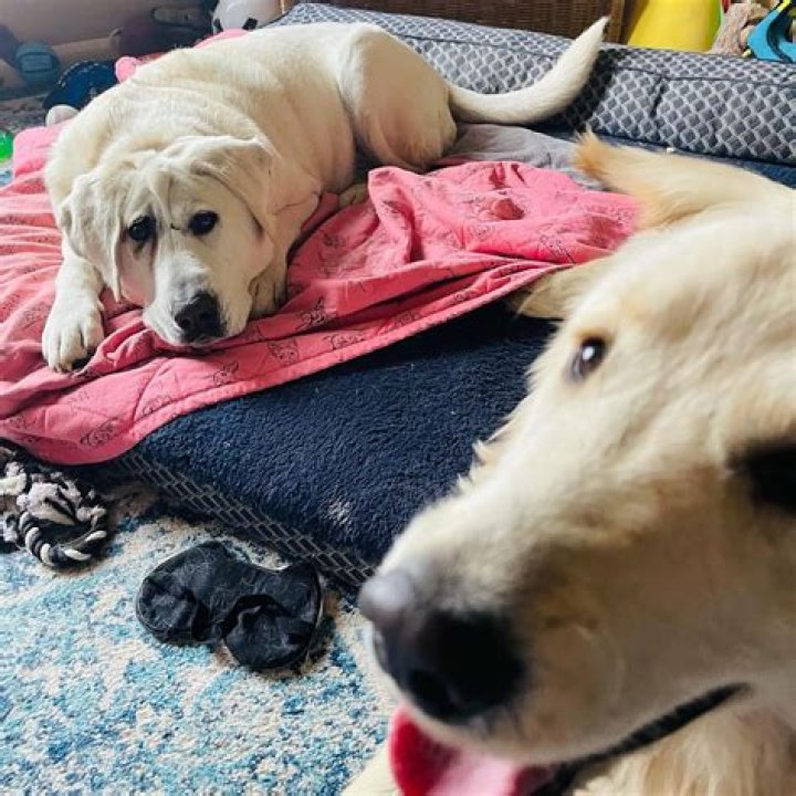 Beaux Tox The Yellow Lab Proves Beauty is Only Skin Deep