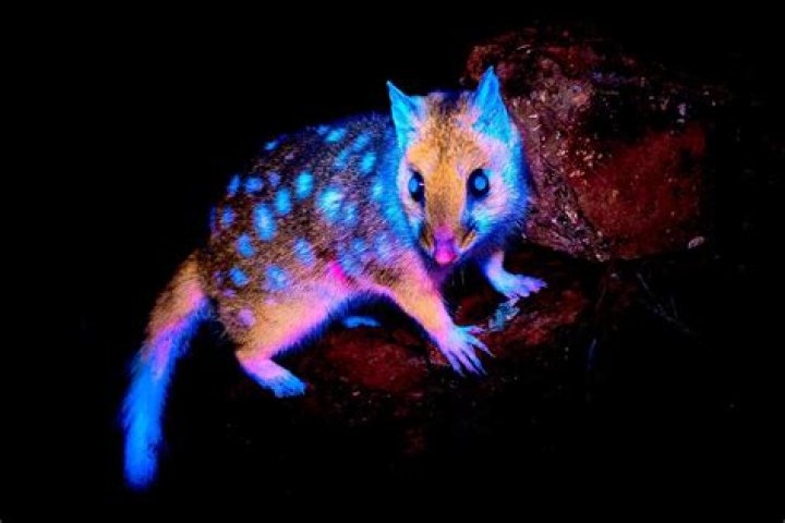 Ben Easter Bio (Wiki) 