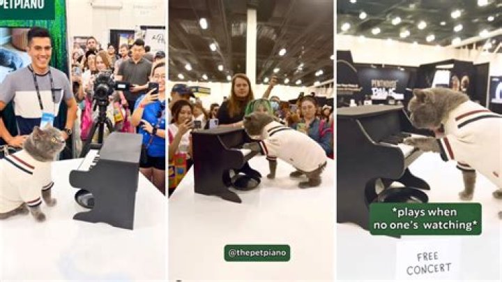 BenBenCatCat Saddest Cat on the Internet One Day from Being Euthanized To Netflix Stardom