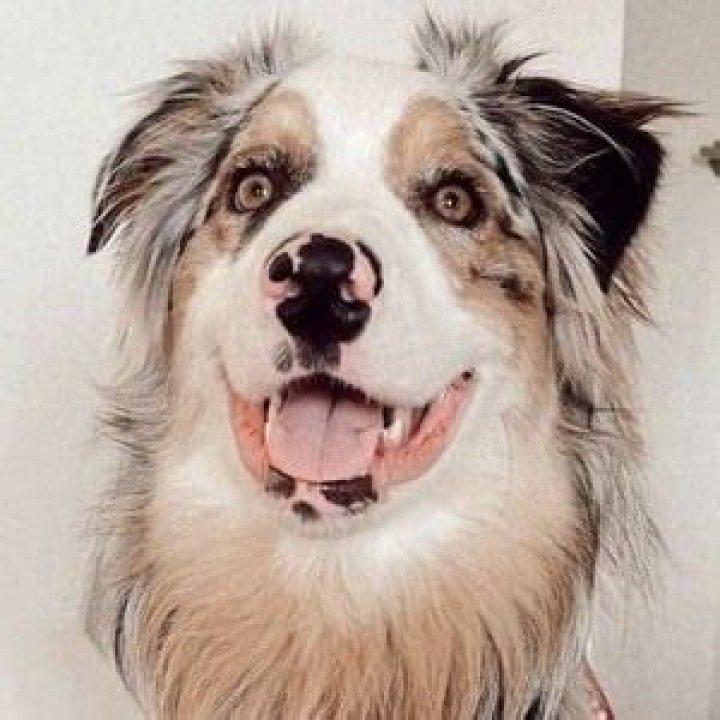 benji hensler - Age, Family, Bio