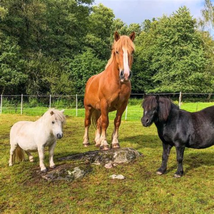 Best of Drake’s ‘In My Feelings’ Challenge, Includes Two Dogs and a Cow