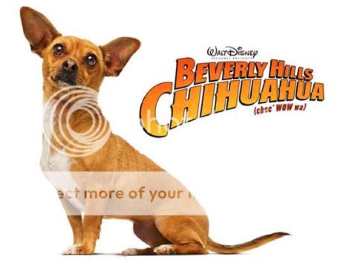 Beverly Hills Chihuahua star saved from certain death
