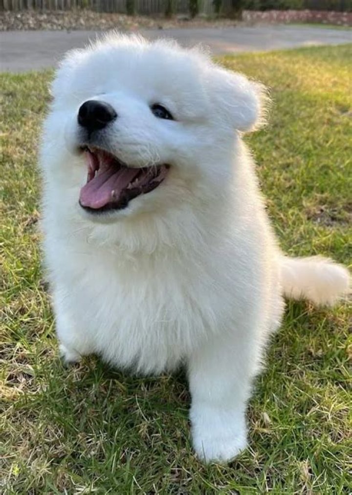 BossLogic (Kode Abdo) Pets - Celebrity Pets