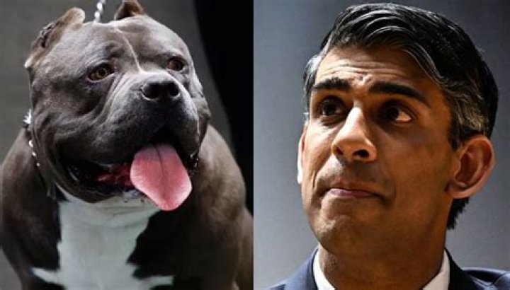 British PM Rishi Sunak announces plan to ban American XL Bully dogs in the UK