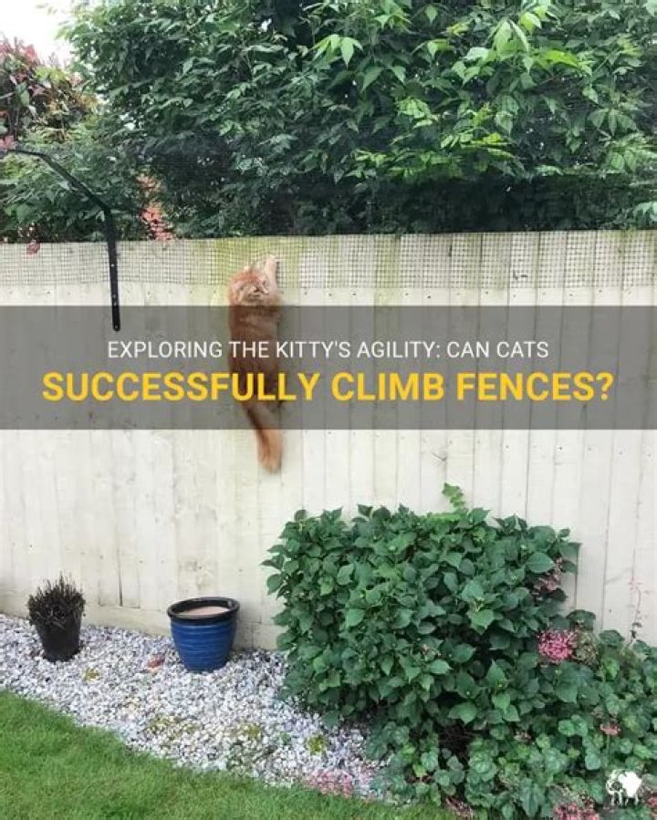 Can cats climb colorbond fences?