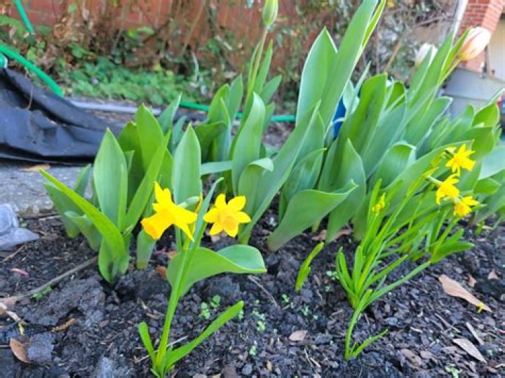 Can daffodils tolerate shade?