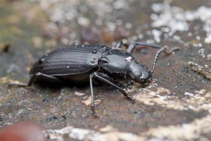 Can darkling beetles bite?