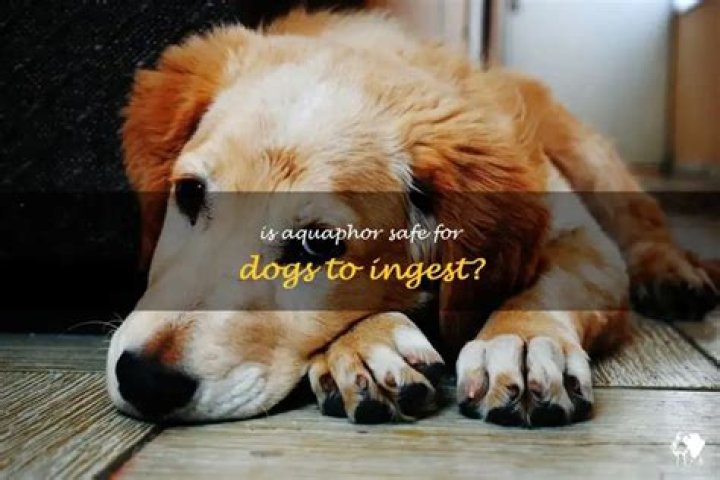 Can dogs eat aquaphor?