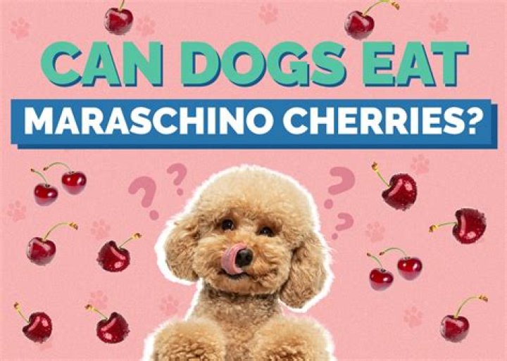 Can dogs have maraschino cherries?