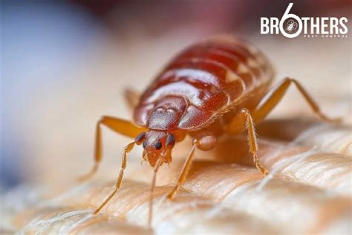 Can fleas live in wood piles?