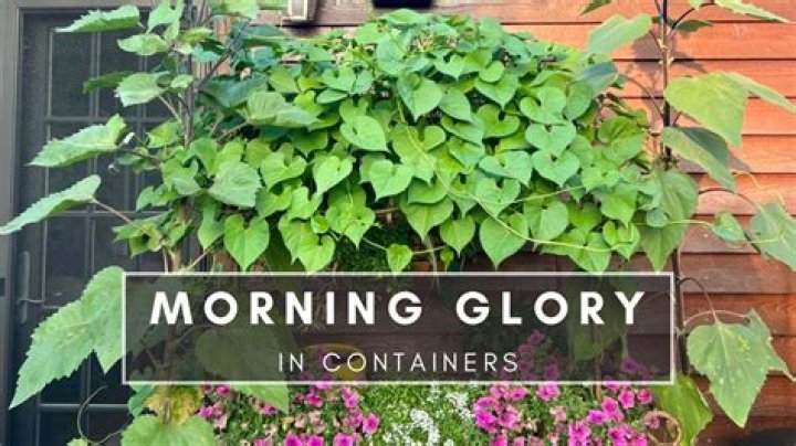 Can I prune morning glories?