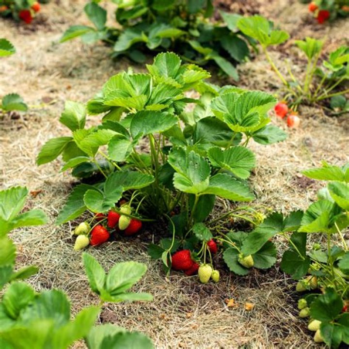 Can I use hay instead of straw for strawberries?