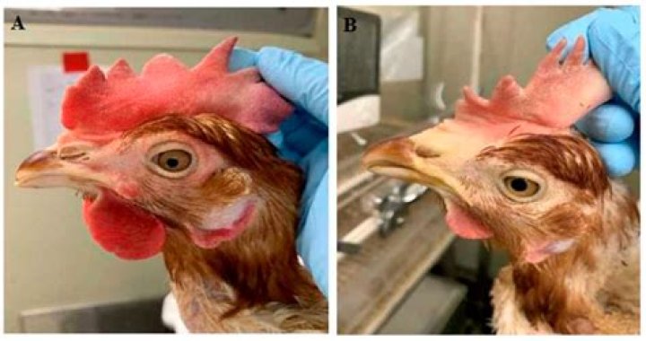Can ivermectin be used on chickens?