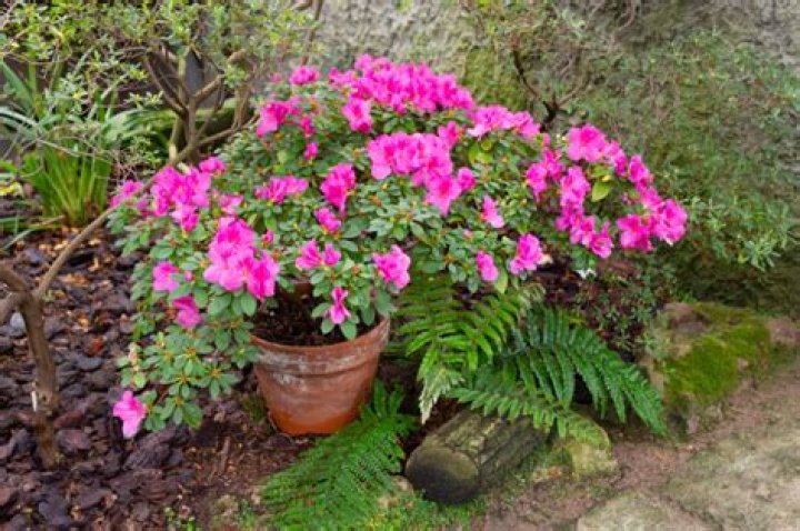 Can Keepsake Azaleas be planted outside?