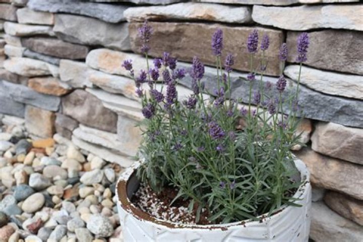 Can lavender grow in cold climates?