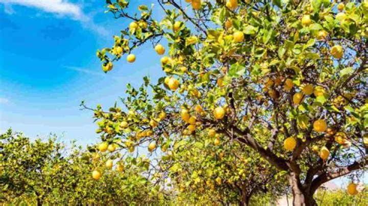 Can lemon trees grow in Michigan?
