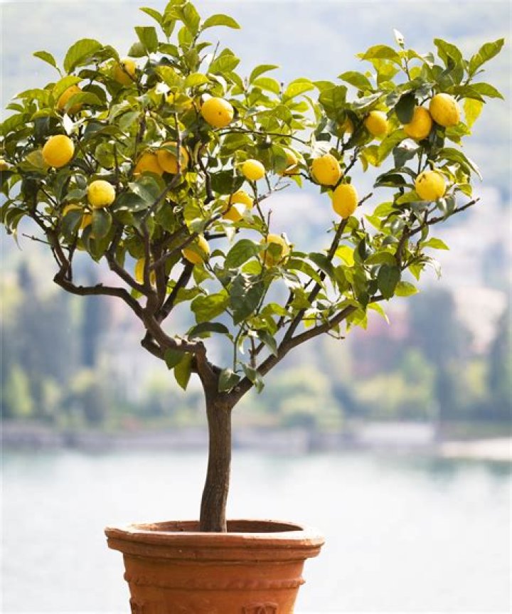 Can lemon trees grow in NY?
