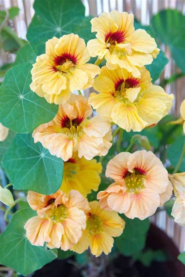 Can nasturtiums handle frost?