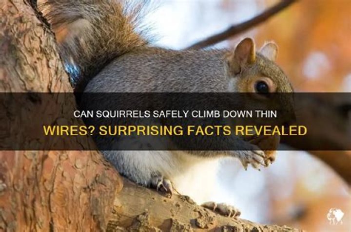 Can squirrels climb wire?