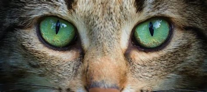 Can Tigers have green eyes?