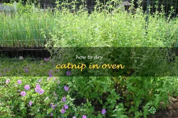 Can you dry catnip in the oven?