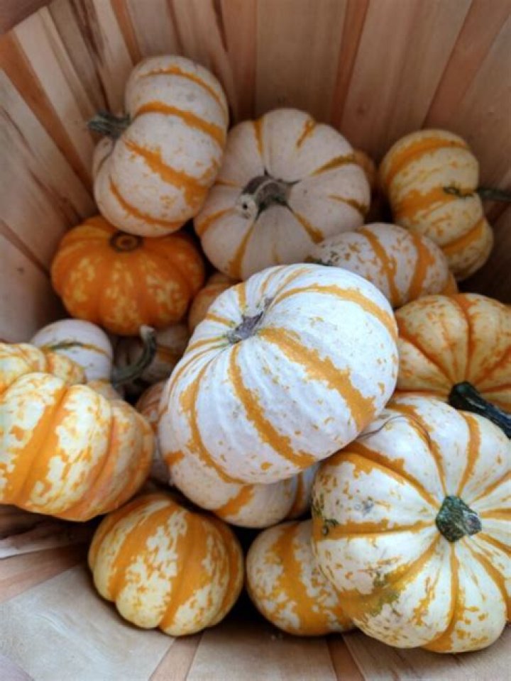 Can you eat an unripe pumpkin?