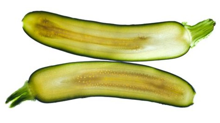 Can you eat large zucchini seeds?