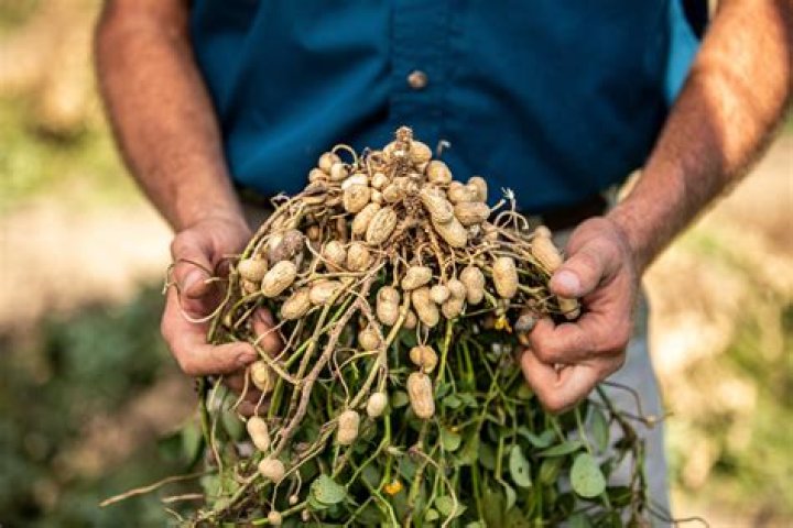Can you grow peanuts in Maine?