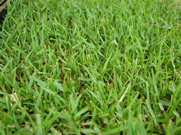 Can you plant Zoysia in the fall?